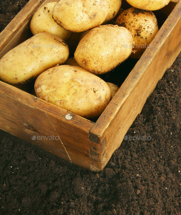 Harvesting. A fresh potato in old box on earth. Stock Photo by Artem_ka